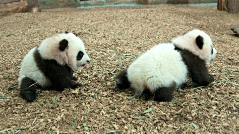 Giant Panda Cubs Learn To Walk Zooborns