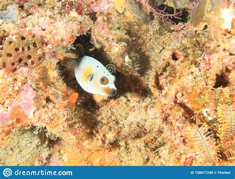 Blackspotted Puffer On Coral Reef Stock Photo Image Of Arothron