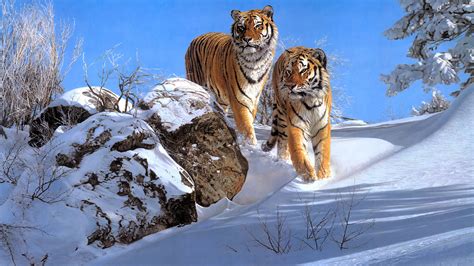 Two Tigers Are Walking On Snow 4k Hd Tiger Wallpapers Hd Wallpapers