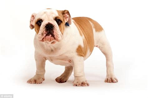 An english bulldog has a relatively short life expectancy, averaging about 8 years. It's a dog life: Why the rule there are seven dog years in ...
