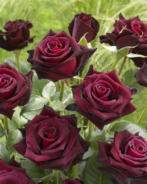 Rose Black Baccara Rose Hybrid Tea Roses Trees To Plant