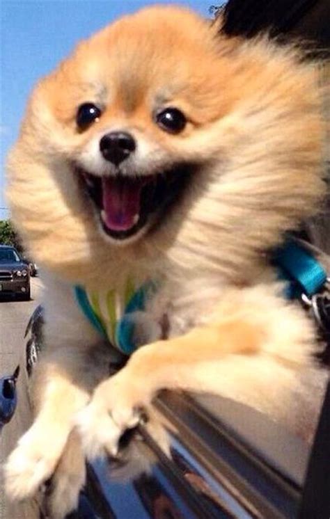 31 Cute Dog Photos That Will Make You Smile No Matter What