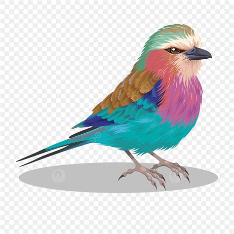 Belle Couleur Oiseaux Oiseaux Colorés Cartoon Png Oiseaux Décoratifs