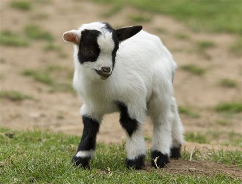 Kid Baby Goat Free Photo On Pixabay Pixabay