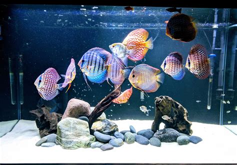 An Aesthetic Discus Tank With A Hardscape Design Discus Fish Discus