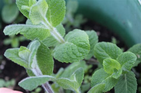 Buy Apple Mint Growers Organics
