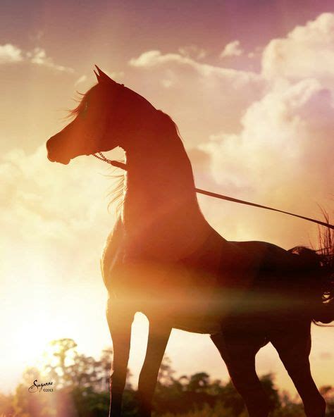 Arabian In The Sunset Beautiful Arabian Horses Horses
