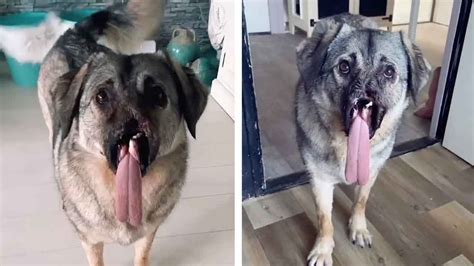 Adorable Street Dog With Missing Snout Gets Rescued Youtube