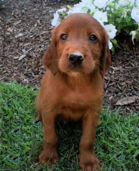 65 Most Adorable And Cute Irish Setter Puppies Pictures