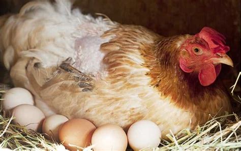 How Long Do Hens Lay Eggs For