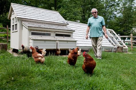 Westchester — Backyard Chicken Raising Grows In Popularity The New