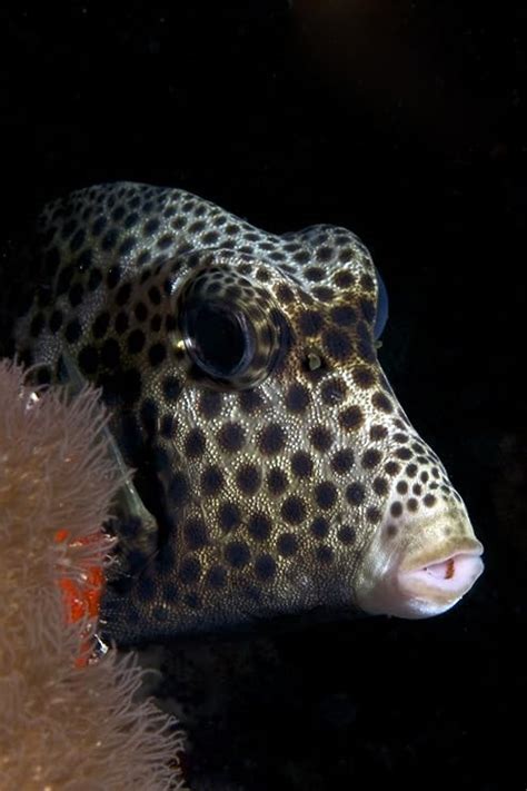 Los Mejores Peces Para Expertos Peces De M Xico