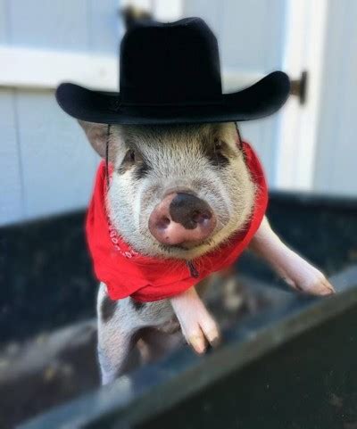 File usage on other wikis. Home - American Mini Pig Association