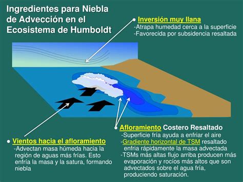 Ppt Ecosistema De La Corriente De Humboldt Powerpoint Presentation