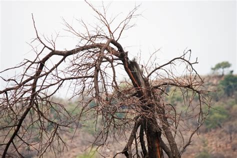 Broken Tree With Dry Arched Branch Free Stock Photo Public Domain