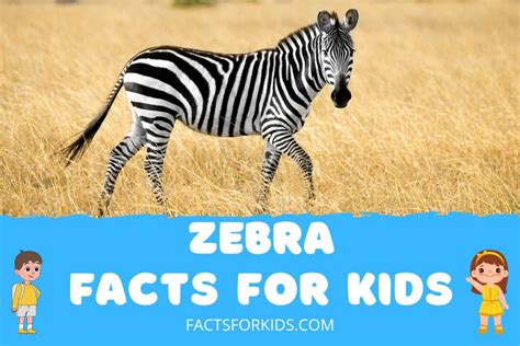 20 Zebra Facts For Kids That Will Baffle You Facts For Kids