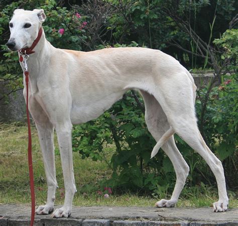 Top Ten Unrecognized Tallest Dogs Hubpages