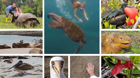 Galapagos Animals Wildlife Checklist Andean Trails