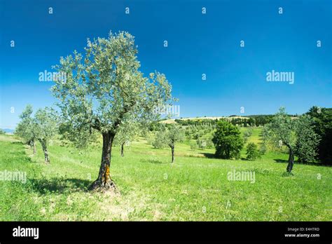 Olive Tree In Italy Tuscany Stock Photo Alamy