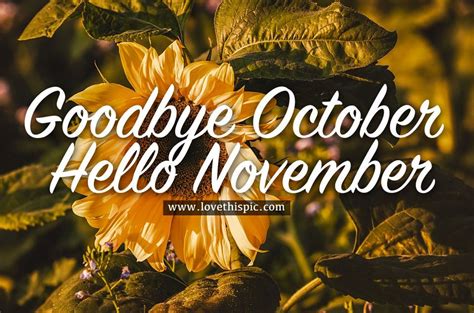 Sunflower Goodbye October Hello November Pictures Photos And Images