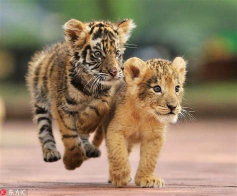Adorable Twosome Tiger And Lion Cub Playing Animals And Pets Baby