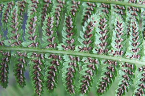 How to collect and clean fern spores - The British Pteridological Society