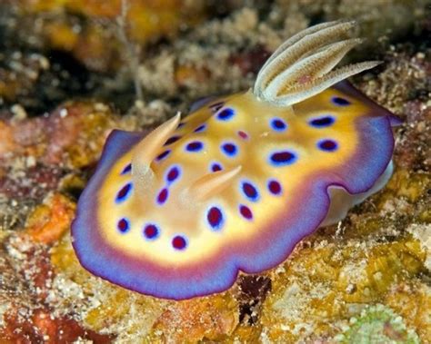 Deep sea creatures are thought to be scary and weird but in this list, we have covered some of the world's most amazing and beautiful sea animals that you. Cool Daily Pics: Most Beautiful Unseen Sea Creatures