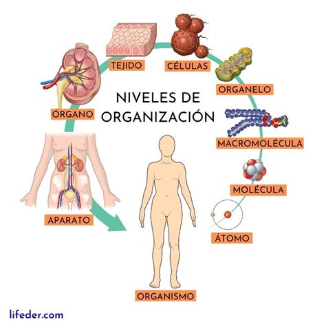 Niveles de organización de los seres vivos con ejemplos