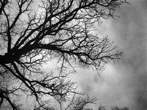 Black And White Images Of Trees 26 Free Wallpaper