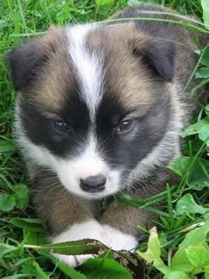 The icelandic sheepdog makes for an adorable puppy. Puppies Pictures Review