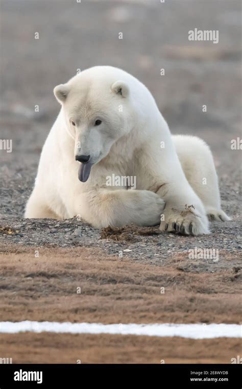 Playful Polar Bear Ursus Maritimus In The Arctic Circle Of Kaktovik