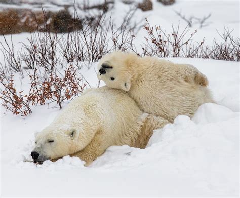 Premium Photo Polar Bears Playing With Each Other In The Snow