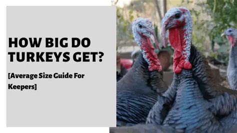 How Big Do Turkeys Get Average Size Guide For Keepers