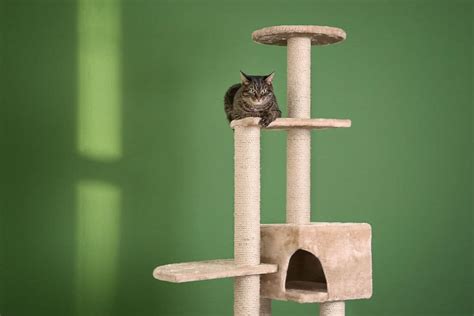 Cat Trees For Your Cats And Kittens