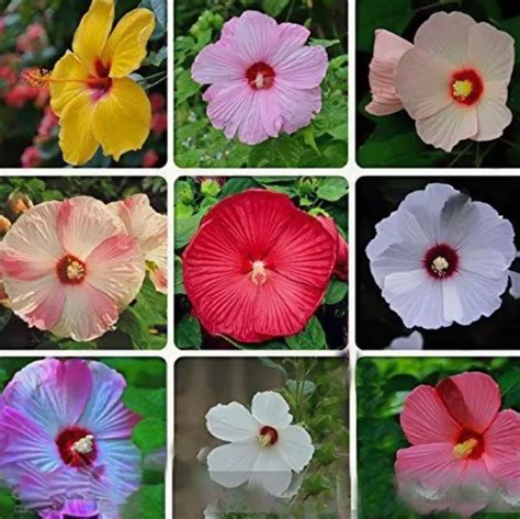 100 Hibiscus Seeds Mixed 9 Colors Hibiscus Rosa Sinensis Garden Flowers