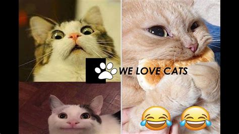 Funny Cats Campilation Will Make U Laugh Try Not To Laugh Cute Cats Super Funny Best Of