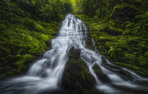 Wallpaper Greens Forest Stones Rocks Waterfall Moss Fern Images