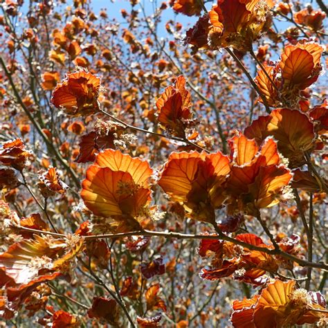 Copper Beech Leaves 1 Greenwood