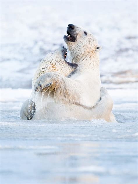 Bear Hug By Alex Mody On 500px Bear Bear Hug Baby Polar Bears