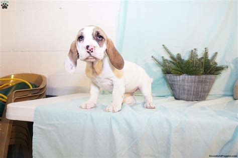 The cost to buy a basset hound varies greatly and depends on many factors such as the breeders' location, reputation, litter size, lineage of. Ellie - Basset Hound Mix Puppy For Sale in Ohio