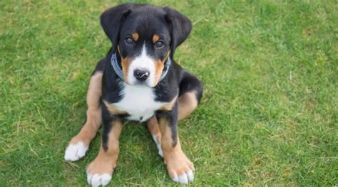 Greater Swiss Mountain Dog Breed Information Facts Pictures And More