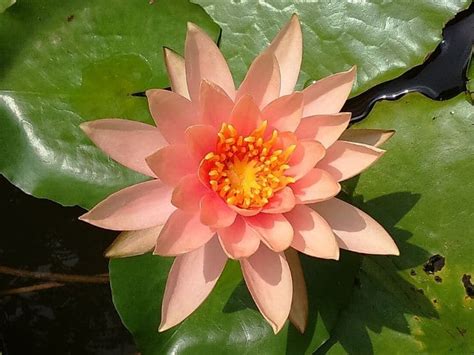 Water Lilies Flower Types Colors And Pictures Florgeous