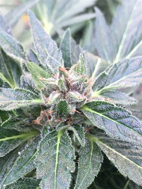 However, given lowryder's short flowering period and its tiny stature, be careful. Sour Lowryder 2 Autoflower Green Pheno Regular Cannabis ...