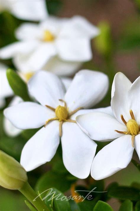 History and origins of the wintergreen boxwood Gardenia Florida - Mosarte | White gardens, Gardenia, Low ...