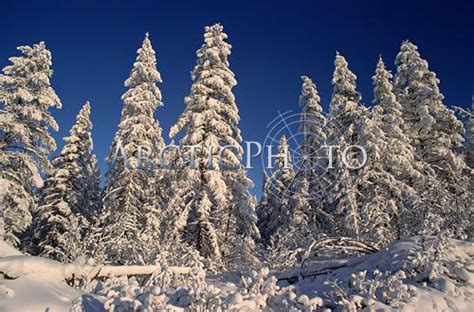 Snow Covered Taiga In Winter Sunshine Boreal Forest Verkhoyansk