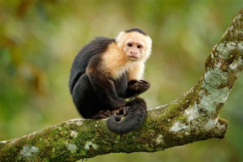 Capuchin Monkey Lifespan How Long Do They Live In The Wild And As Pets
