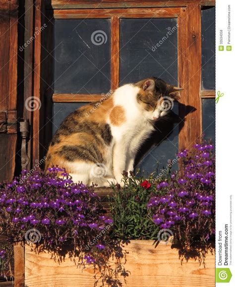 Cat Sitting In Front Of A Old Window Royalty Free Stock