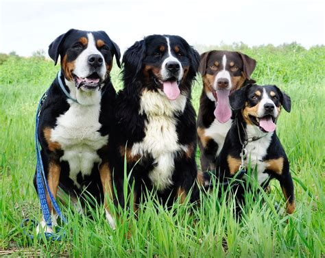 Haushund Entlebucher Mountain Dog Dog Breeds Farm Dogs