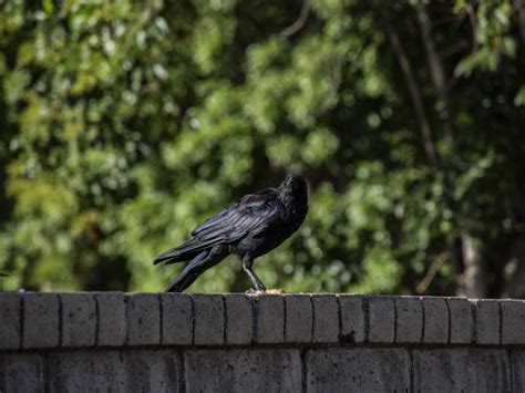 One Black Crow Free Stock Photo Public Domain Pictures