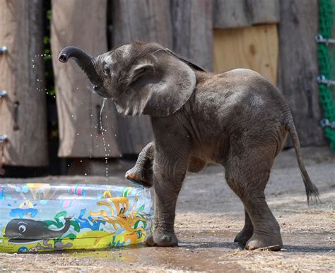 Baby Elephant Plays With Water Picture Cutest Baby